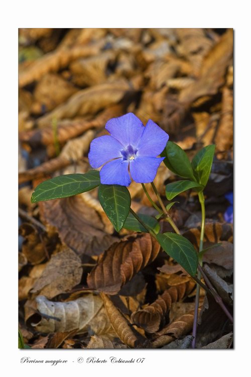 Vinca major e Vinca minor